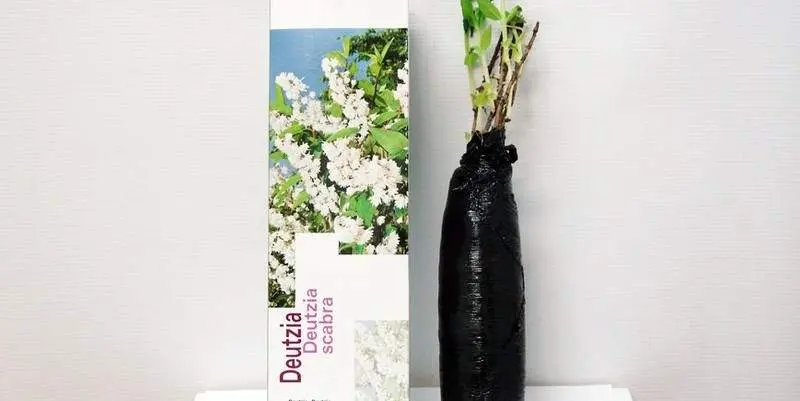 Растение открытого грунта Саженец Дейция шершавая