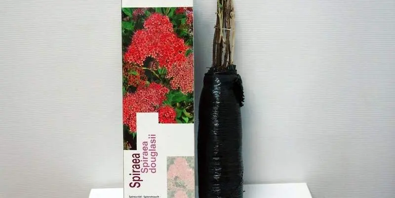 Растение открытого грунта Саженец Спирея японская