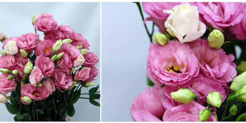 Лизиантус Ду Арена Чайна Пинк